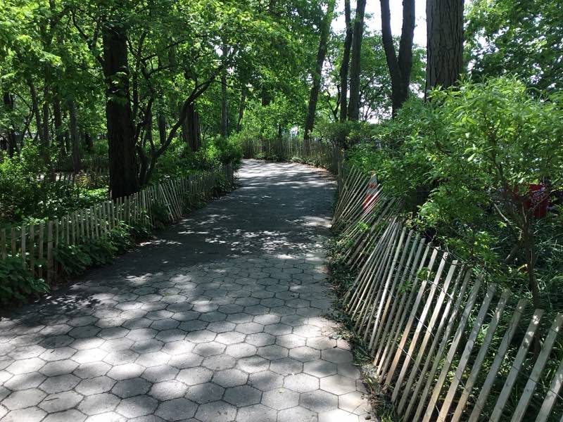 A shaded path of hexagonal pavers through mature trees at South Cove, lined with wooden snow fencing